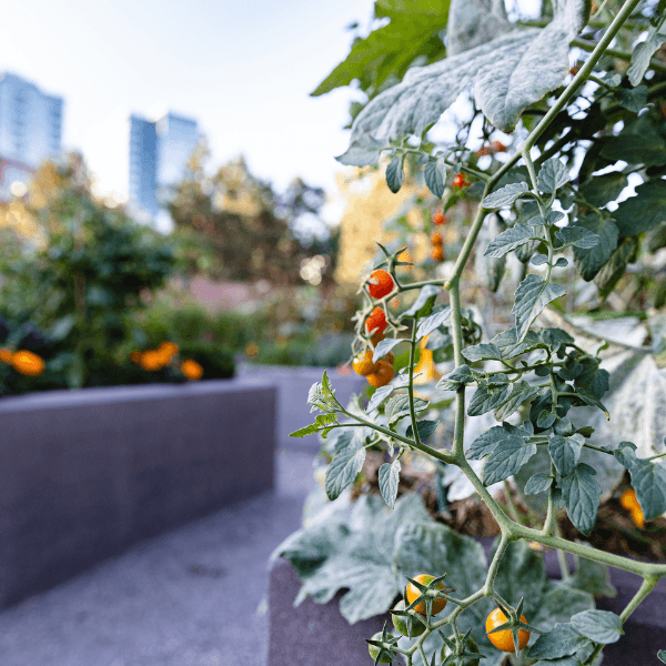 Support a Greener Denver this Giving Season